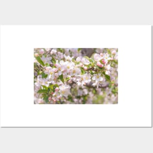 Springtime Pink Apple Blossoms - Okanagan Valley Posters and Art